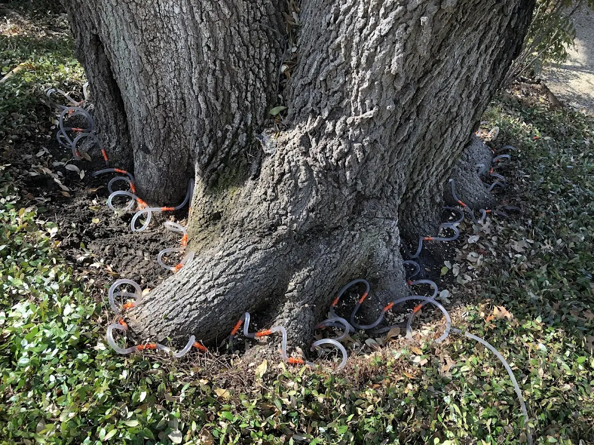 Detailed Tree Cabling and Bracing job site in Loch Sheldrake