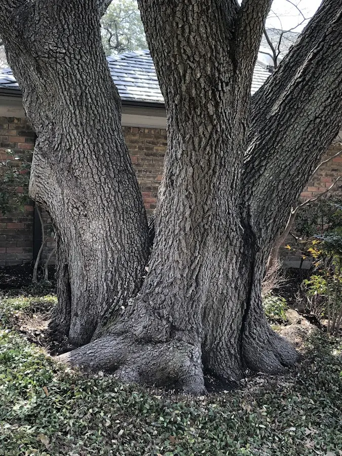 Mature heritage tree close to a Loch Sheldrake property cared for by certified arborists
